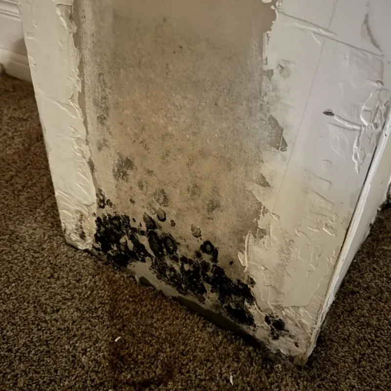 Professional Mold Removal in Brookside Village, TX